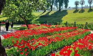 Украшение сада тюльпанами: самые популярные сорта