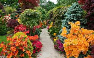 Декоративные садовые растения: выбери лучшие сорта для создания уюта