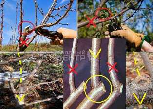 Как выращивать плодовые деревья: советы по уходу и обрезке