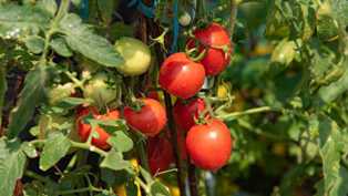 Как вырастить вкусные и сочные томаты: правила посадки и ухода