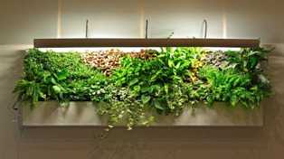Лучшие растения для создания зеленой стены