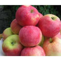 Лучшие сорта яблонь для вашего сада