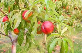 Персиковые деревья для сада: лучшие сорта и уход