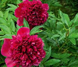 Пионы: роскошные и ароматные цветы для оформления сада