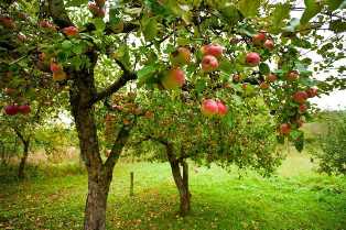 Плодовые деревья в саду: лучшие сорта яблонь, груш и слив