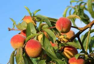 Секреты выращивания персиковых деревьев: сорта и уход