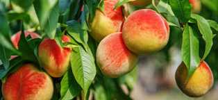 Сорта персиковых деревьев: особенности выращивания и советы по уходу