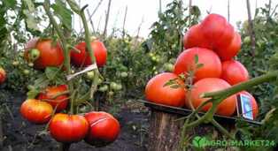 Сорта томатов для сада: как выбрать и вырастить лучшие
