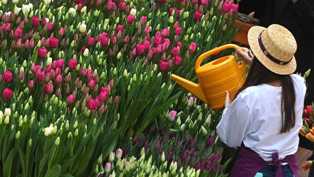 Тюльпаны в вашем саду: выбор сортов и уход