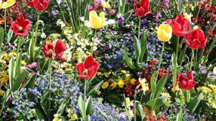 Тюльпаны: выбор и посадка в саду