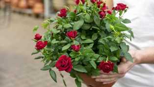 Уход за розами: как сохранить красоту и здоровье растений