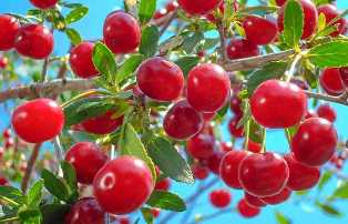 Выбор и уход за сортами вишни для вашего сада