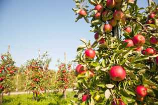 Выращивание плодовых деревьев на участке: лучшие сорта яблонь, груш и слив