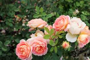 Выращивание роз в саду: лучшие сорта для срезки и украшения