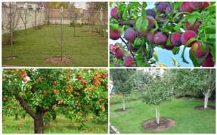 Что выращивать в саду: на выбор плодовые деревья или ягодные кустарники?