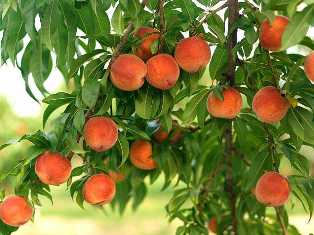 Персиковые деревья: как выбрать и выращивать подходящий сорт
