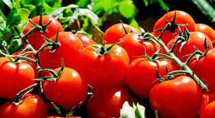 Секреты выбора и выращивания лучших сортов томатов
