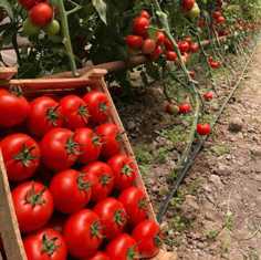 Выращивание томатов в теплице: советы и рекомендации